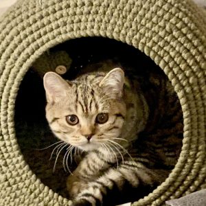 The Cozy Catcave ♡